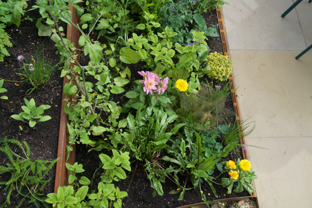 Higher and lower beds in the Lunatica Garden